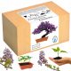  A set for growing bonsai Paulownia imperial trees