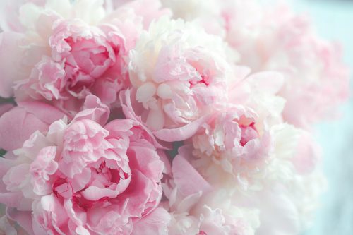 Photo wallpaper peonies peonies flowers P02 294x260