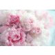 Photo wallpaper peonies peonies flowers P02 294x260