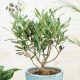  Long-lasting EUROPEAN OLIVE Olea Europea