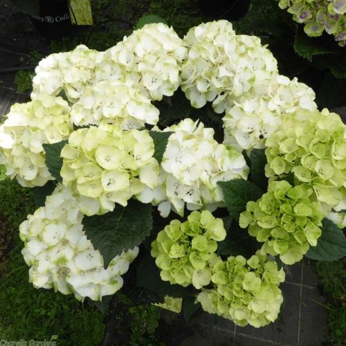  Colorful hydrangeas, seedlings in 1-2l containers, 25-35 cm