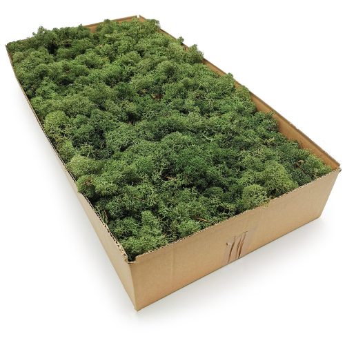 Decorative Moss 500g NORWEGIAN green reindeer moss