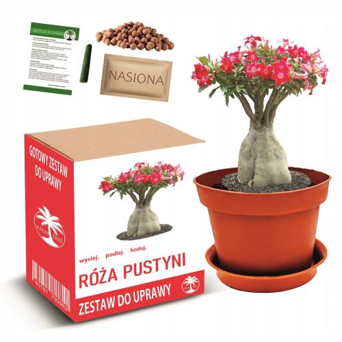  DESERT ROSE flower tree bonsai cultivation kit