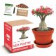  DESERT ROSE flower tree bonsai cultivation kit