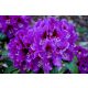  Rhododendron and azalea seedlings in container 0.5-1l 18-25 cm