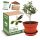  EUROPEAN OLIVE Olive Tree Growing Kit