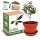  EUROPEAN OLIVE Olive Tree Growing Kit