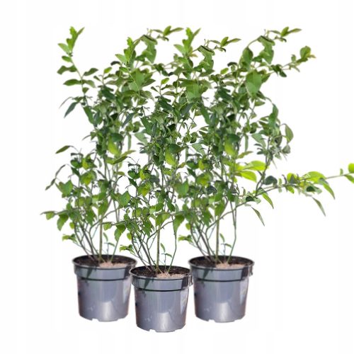  Blueberries and blueberry seedlings in a 1–2 l 30–60 cm container