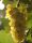  Iza vine, seedling in a 1-2l container, 30-50 cm