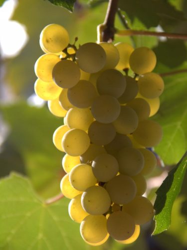  Iza vine, seedling in a 1-2l container, 30-50 cm