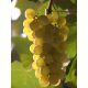  Iza vine, seedling in a 1-2l container, 30-50 cm