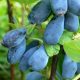  Blueberries and blueberries Wojtek and Zojka seedling in a container 0.5-1l 15-20 cm