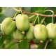  MINI KIWI Actinidia ISSAI Self-pollinating hermaphrodite HIT