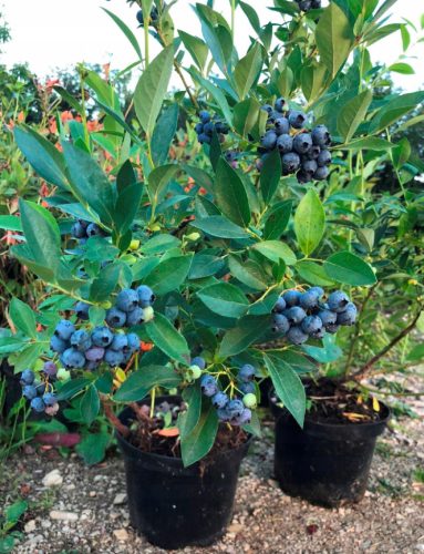  Blueberry and blueberry seedlings in a 1-2 l 15-20 cm container