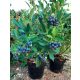  Blueberry and blueberry seedlings in a 1-2 l 15-20 cm container