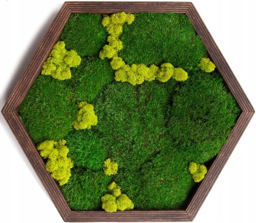 Pictures on the wall MOSS PICTURE MOSS LIVING PAINTING GIFT DECORATION ECO XL
