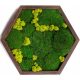 Pictures on the wall MOSS PICTURE MOSS LIVING PAINTING GIFT DECORATION ECO XL