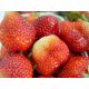  Wild strawberries and strawberries HONEOYE, KENT, PINEAPPLE, PANDORA, OSTARA seedling in a container 0.5-1l 15-20 cm