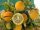  ORANGE IN THE GARDEN! FROST RESISTANT, beautiful seedlings