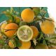  ORANGE IN THE GARDEN! FROST RESISTANT, beautiful seedlings