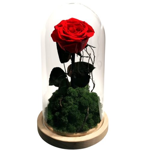 Real eternal rose in glass L 24cm RED Forest