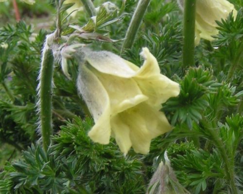  YELLOW PASSANQUE – a delicacy for the garden