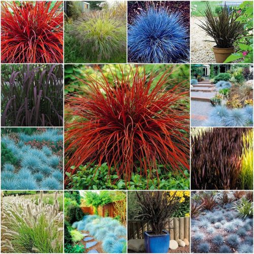  Ornamental Grasses, COLOR MIX, Seeds