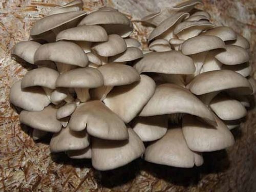  Oyster mushroom mycelium on grain 1kg