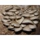  Oyster mushroom mycelium on grain 1kg