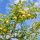  Apple trees YELLOW OLIVE seedling in a 2-3l container 120-150 cm