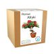  Set for growing a Flame African Bonsai tree