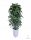 Artificial Flowers and Fruits Artificial Ficus Benjamina Tree in a White Pot