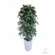 Artificial Flowers and Fruits Artificial Ficus Benjamina Tree in a White Pot