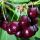  SABINA cherries, seedling with bare root, 130-130 cm