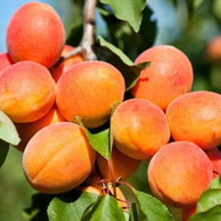  ZALESZCZYCKA apricots, bare root seedling, 130-150 cm