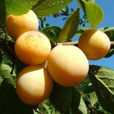  Plum RENKLODA ULENA, seedling with bare root, 130-150 cm