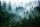 Photo wallpaper GREEN FOREST IN THE FOG 294x260 nonwoven fabric