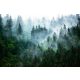 Photo wallpaper GREEN FOREST IN THE FOG 294x260 nonwoven fabric
