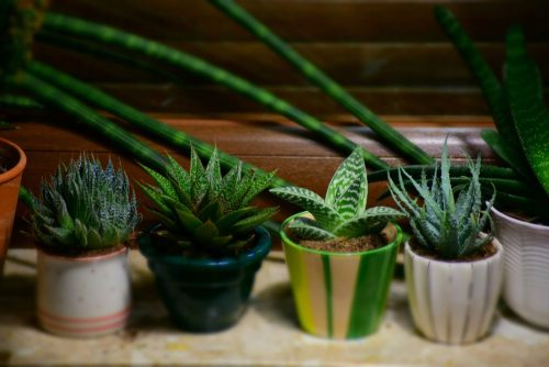  Aloe seedling in a 0.5-liter container