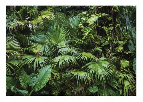 Photo wallpaper DARK JUNGLE Tropical Forest 368x254