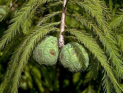  MUD CYPRESS, a beautiful seedling IN A POT