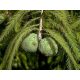  MUD CYPRESS, a beautiful seedling IN A POT