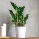  Zamioculcas plant seedlings in a 0.5-1 liter container