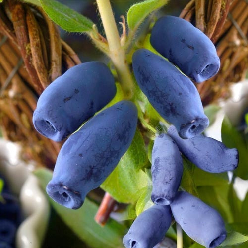 Blueberries and blueberries Wojtek and Zojka seedling in a container up to 0.5 l 20-40 cm