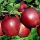  STARKING apple trees, bare root seedling, 140-150 cm