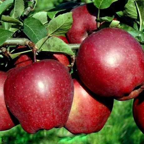  STARKING apple trees, bare root seedling, 140-150 cm