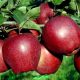  STARKING apple trees, bare root seedling, 140-150 cm