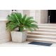  Cycas palm seedling in a 0.5-liter container