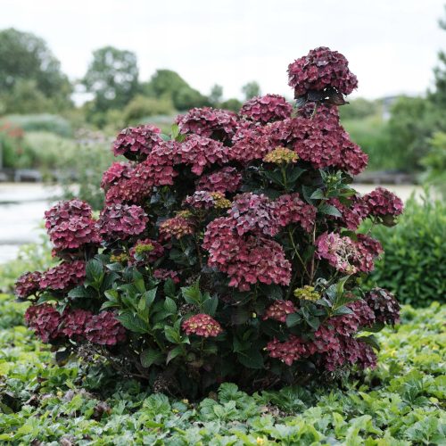  Magical CHOCOLATE garden hydrangea UNIQUE