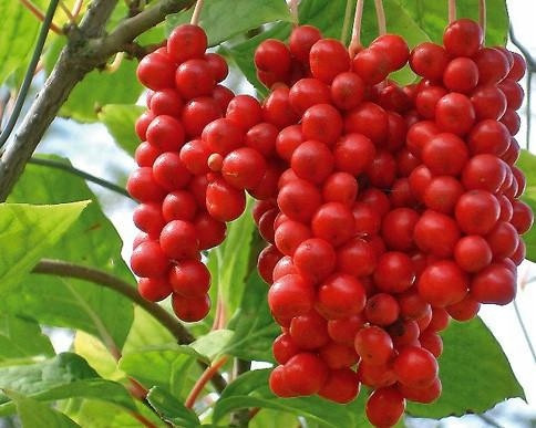  Chinese Schisandra LARGE seedling EVERYONE bears fruit CREEPER Fruit of LIFE Sadova No. 1